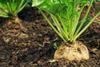 Sugar_Beet_shutterstock-326x245