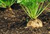 Sugar_Beet_shutterstock