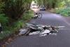brentwood-collision-scene-website