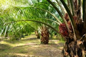 palm oil shutterstock