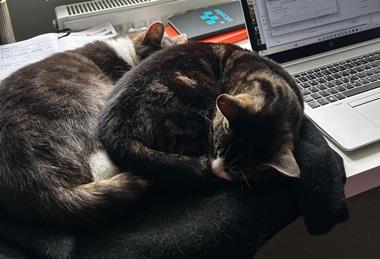 Cats