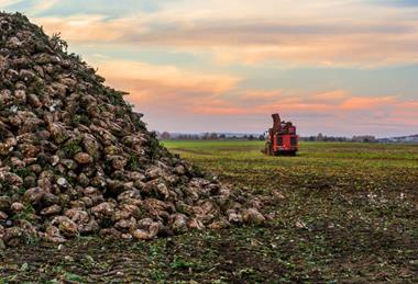 sugarbeetfield_482953