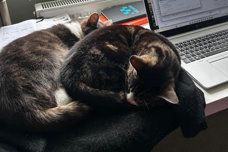 Cats