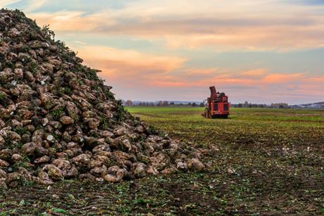 sugarbeetfield_482953