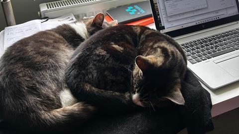 Cats