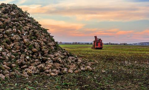 sugarbeetfield_482953