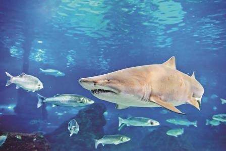 Sand tiger shark Shutterstock