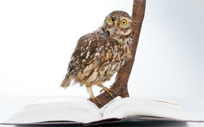 An owl reading a book